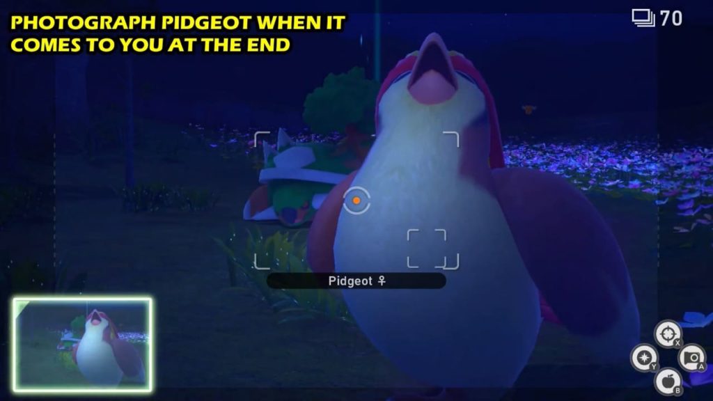 Pidgeot Laughing